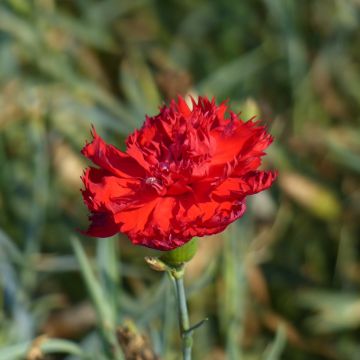 Dianthus caryophyllus Etincelant (zaad) - Anjer
