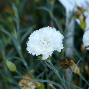 Dianthus caryophyllus Jeanne Dionis (zaad) - Anjer