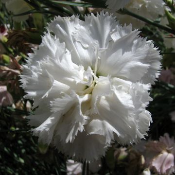 Dianthus caryophyllus Triumph Wit (zaad) - Anjer