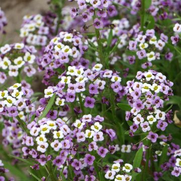 Lobularia maritima Royal Carpet (zaad) - Zilverschildzaad