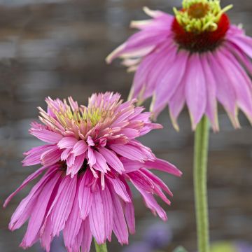 Echinacea purpurea Double Decker (zaad) - Rode zonnehoed