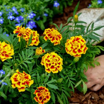 Klein afrikaantje Mango Tango (zaad) - Tagetes patula