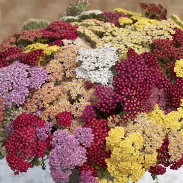 Achillea millefolium Flowerburst Fruitbowl (zaad) - Duizendblad