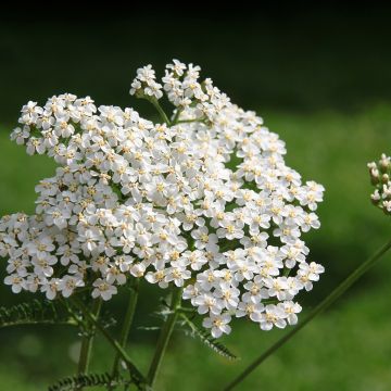 Achillea millefolium Wit (zaad) - Duizendblad