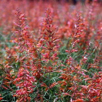 Agastache rupestris Apache Sunset (zaad) - Dropplant