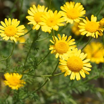 Anthemis tinctoria Kelwayi (zaad) - Gele kamille