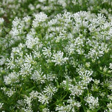 Asperula orientalis Cloud Nine (zaad) - Blauwe bedstro