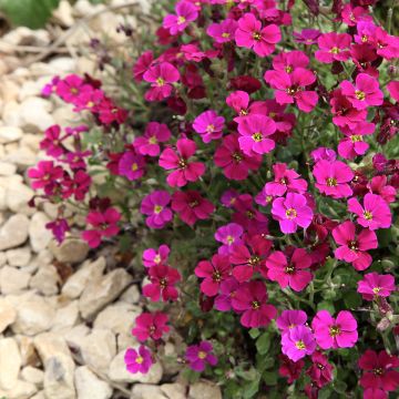 Blauwkussen Royal Red (zaad) - Aubrieta cultorum
