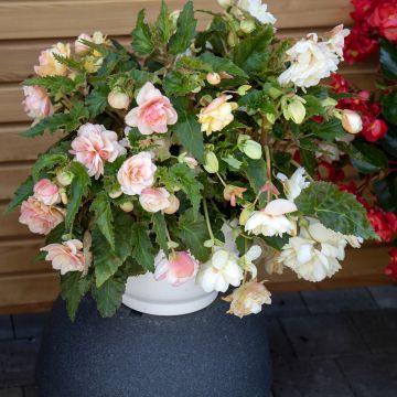 Begonia tuberhybrida Nonstop Joy Peaches and Dreams (zaad) - Knolbegonia