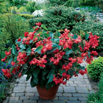 Begonia Dragon Wing Rood (zaad) - Knolbegonia