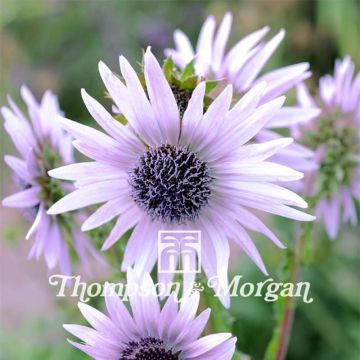 Berkheya purpurea (zaad) - Afrikaanse distel