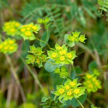Bupleurum rotundifolium Green Gold (zaad) - Goudscherm
