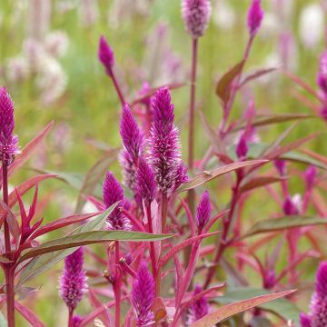 Hanenkam Flamingo Purple (zaad) - Celosia spicata