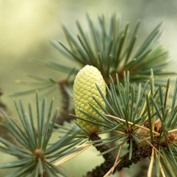 Cedrus libani (zaad) - Libanonceder
