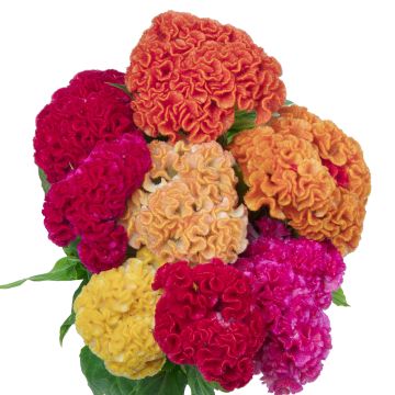 Lamsoor Captain Mix (zaad) - Celosia argentea