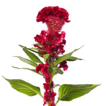Lamsoor Red Jack (zaad) - Celosia argentea