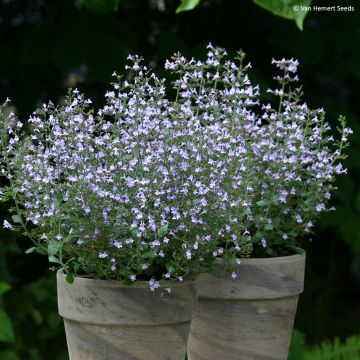 Calamintha nepeta Marvelette Blue (zaad) - Bergsteentijm