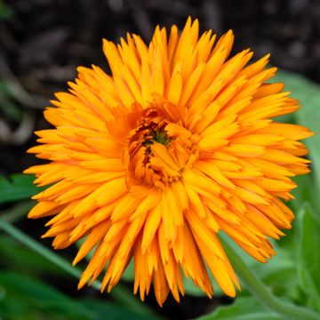 Calendula officinalis Calexis Orange (zaad) - Goudsbloem