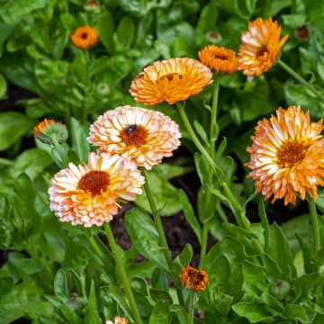 Calendula officinalis Pink Surprise (zaad) - Goudsbloem