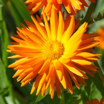 Calendula officinalis Porcupine (zaad) - Goudsbloem