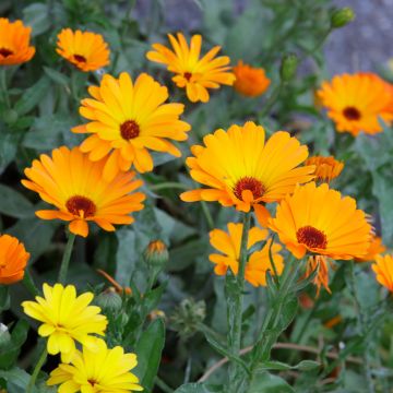 Goudsbloem BIO - Calendula officinalis (zaad)