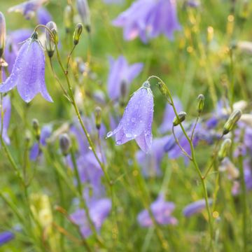 Campanula rotundifolia (zaad) - Grasklokje