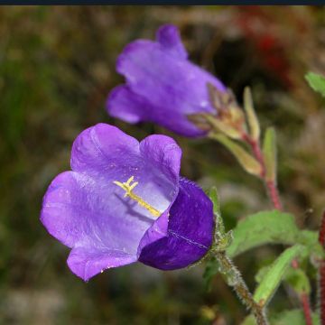 Campanula medium Blau (zaad) - Mariëtteklokje