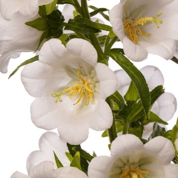 Campanula medium Big Ben White (zaad) - Mariëtteklokje wit