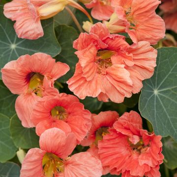 Oost-Indische kers Salmon Gleam (zaad) - Tropaeolum majus
