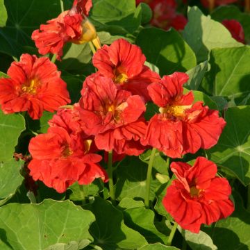 Oost-Indische kers Cherrelle (zaad) - Tropaeolum