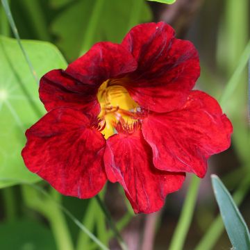Oost-Indische kers Crimson Emperor (zaad) - Tropaeolum majus