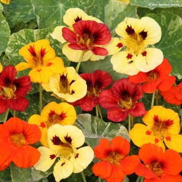 Oost-Indische kers Mix Troika (zaad) - Tropaeolum