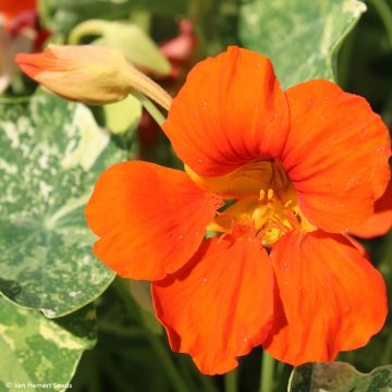 Oost-Indische kers Oranje Troika (zaad) - Tropaeolum