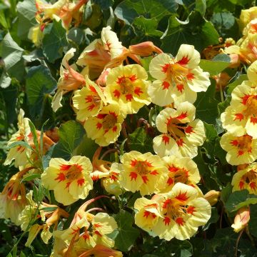 Oost-Indische kers Peach Melba (zaad) - Tropaeolum majus