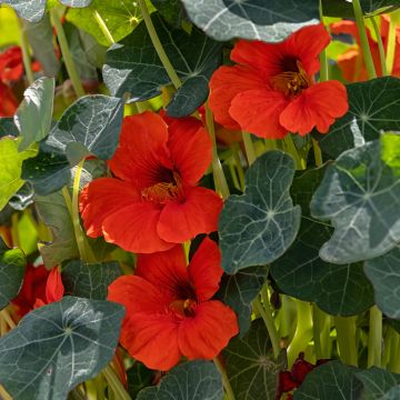 Oost-Indische kers Princess of India (zaad) - Tropaeolum majus