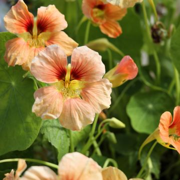 Oost-Indische kers Tip-Top Apricot (zaad) - Tropaeolum majus