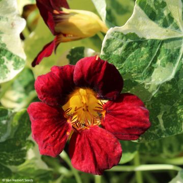 Oost-Indische kers Velvet Troika (zaad) - Tropaeolum