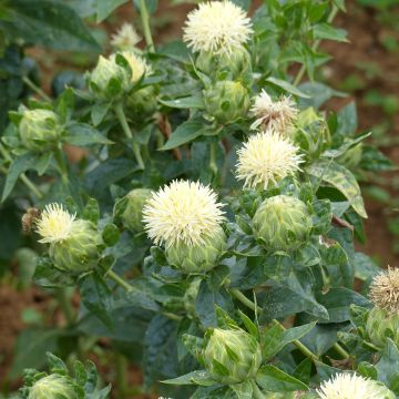 Carthamus tinctorius White Grenade (zaad) - Saffloer