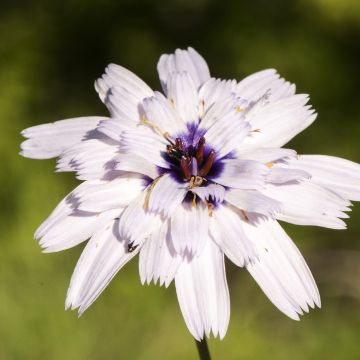 Catananche caerulea Bicolor (zaad) - Blauwe strobloem