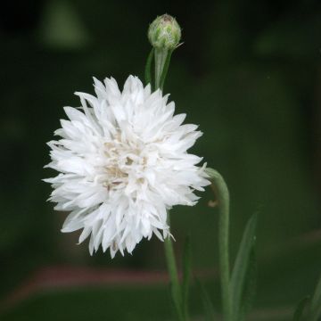 Korenbloem Snowman (zaad) - Centaurea cyanus