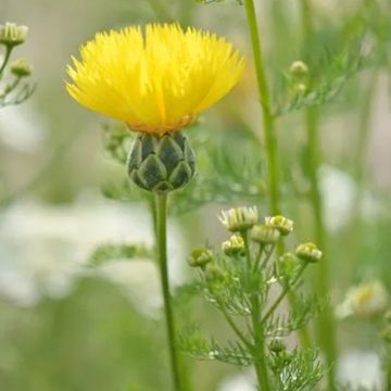 Centaurea moschata Suaveolens Gele (zaad) - Gele korenbloem
