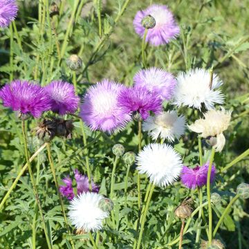 Centaurea moschata Mix (zaad) - Keizerskorenbloem