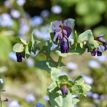 Cerinthe major Purpurascens Kiwi Blue (zaad) - Honingkruid