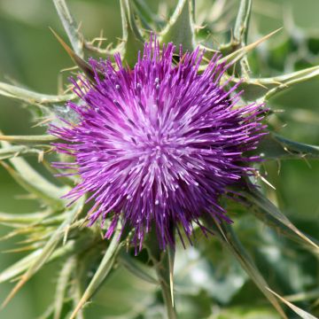 Silybum marianum (zaad) - Mariadistel