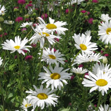 Chrysanthemum paludosum Snow Daisy (zaad) - Mini-margriet