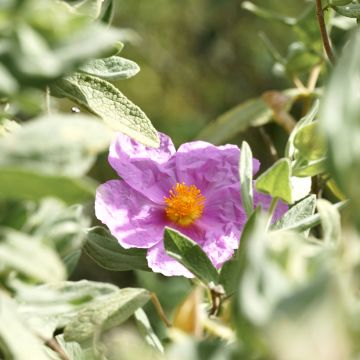 Cistus albidus (zaad) - Rotsroos