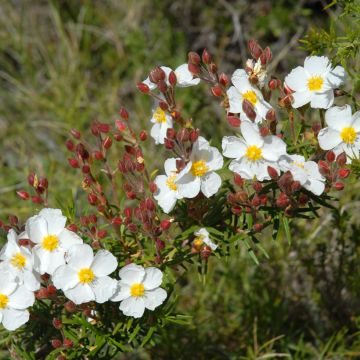 Cistus monspeliensis (zaad) - Rotsroos