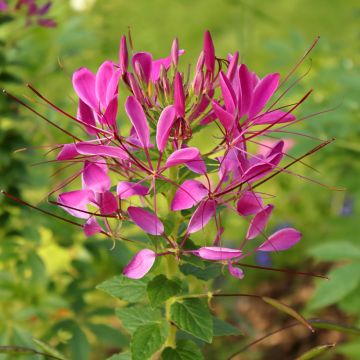 Cleome hassleriana Cherry Queen (zaad) - Kattensnor