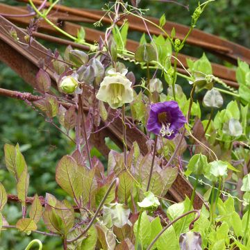 Cobaea scandens Blauw-witte (zaad) - Klokwinde