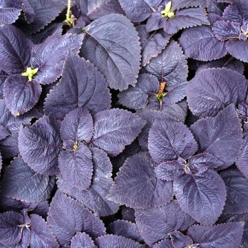 Coleus Palisandra (zaad) - Siernetel